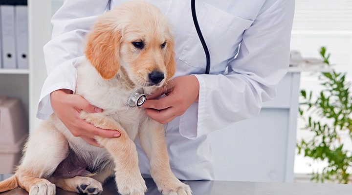 Five Reasons to Consider Getting Insurance for Your Pet