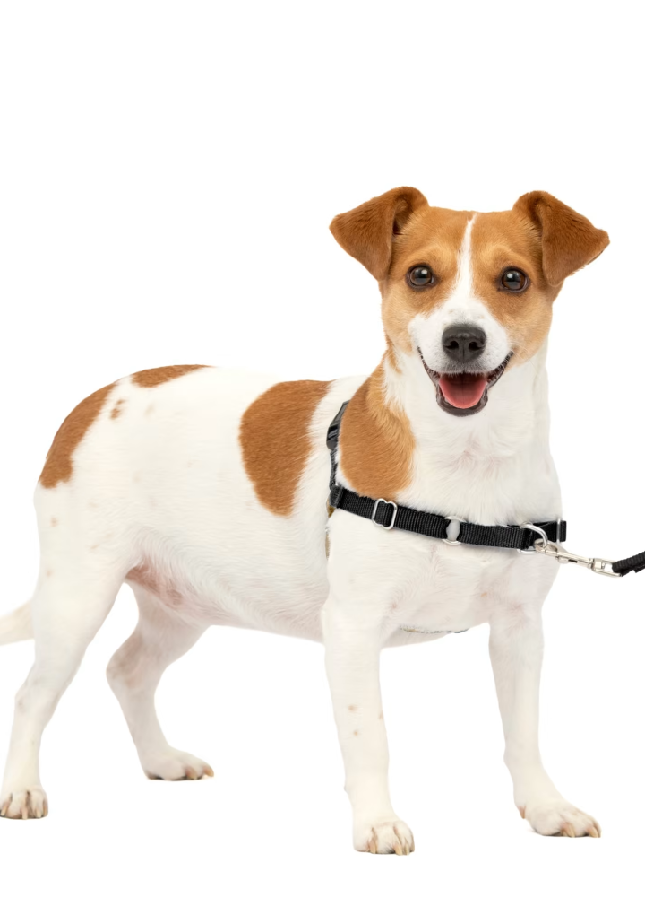 Quick Fit No Pull Harness with Adjustable Straps – Perfect Fit in Seconds!