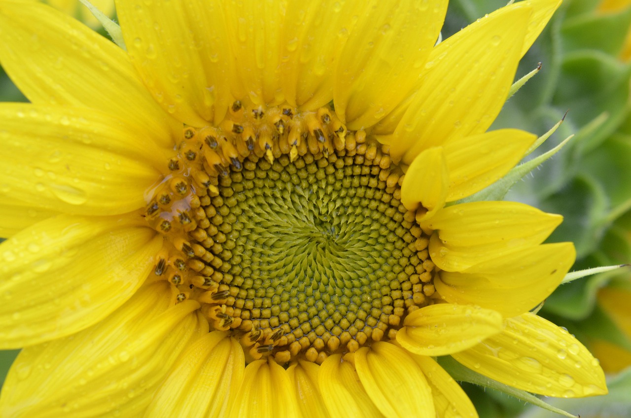 Sunflower, golden ratio, law — Ways to get More Clients to talk to your Law Firm